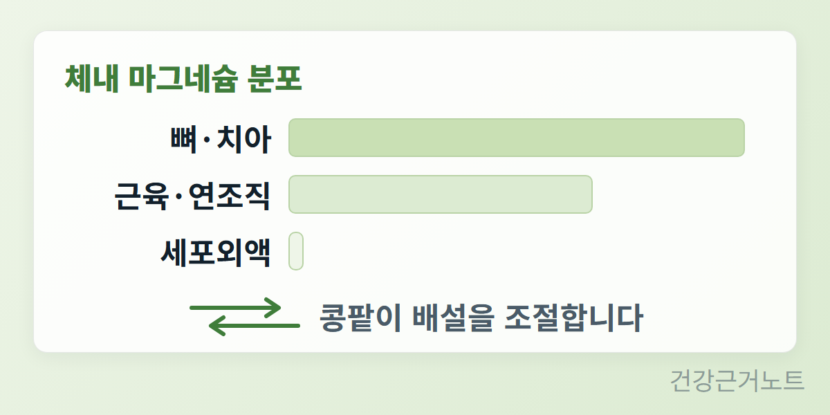 마그네슘-체내-분포-콩팥-조절