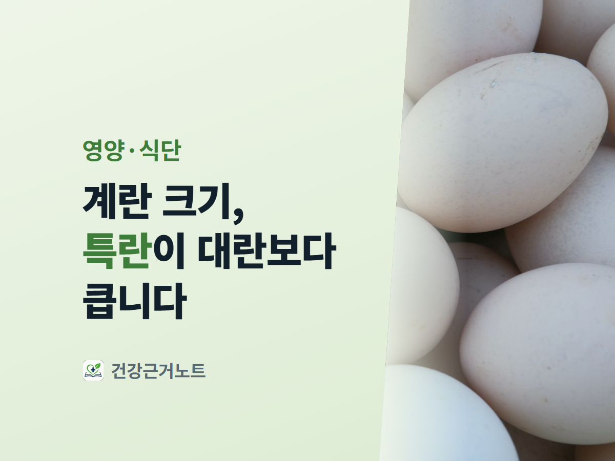 계란 크기, 특란이 대란보다 큽니다라는 제목과 영양·식단 라벨이 왼쪽 연녹색 면에 놓이고 오른쪽에는 흰 계란 여러 개가 서로 맞닿게 쌓인 사진이 대각선으로 잘려 붙은 표지
