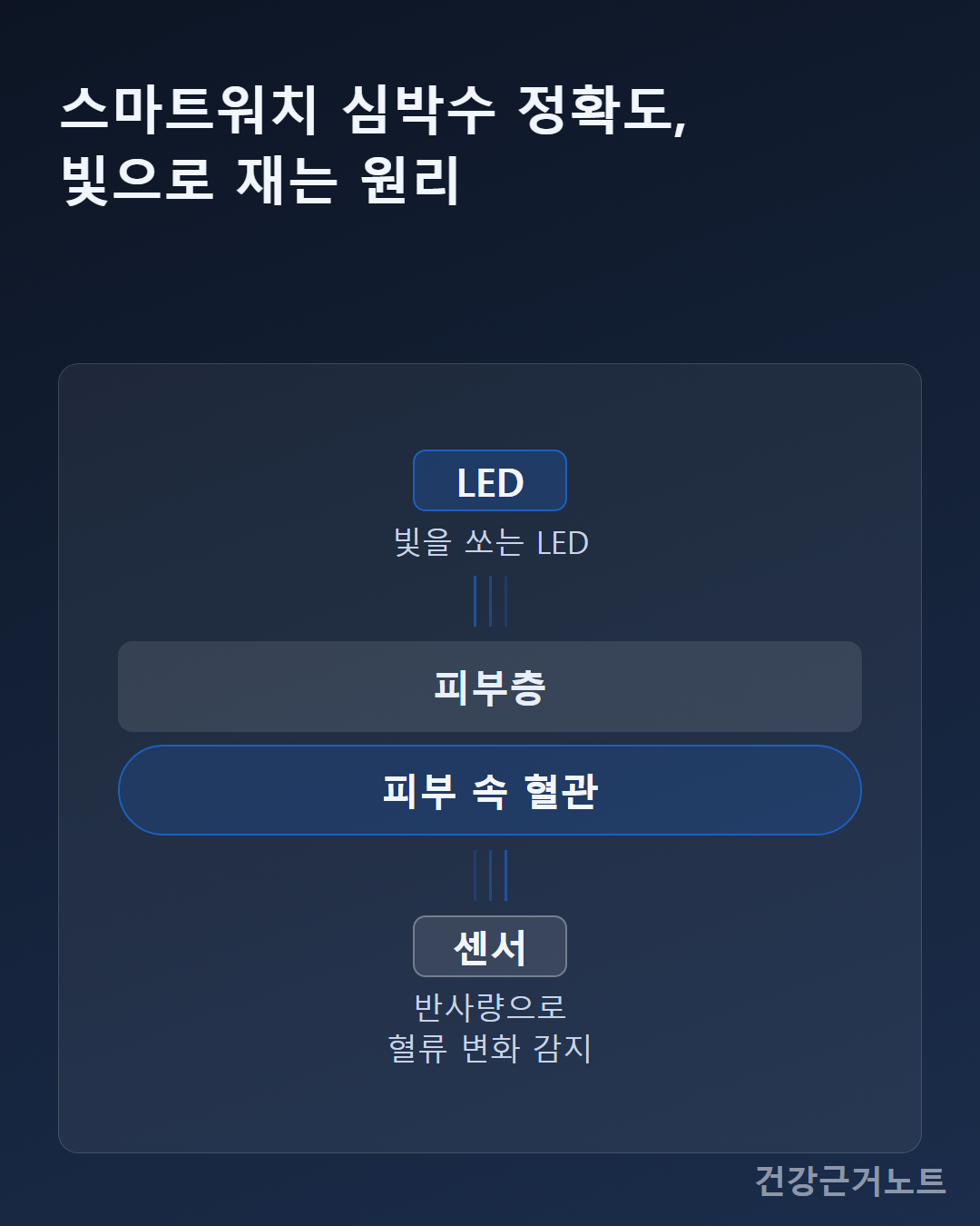 스마트워치 심박수 정확도를 설명하는 그림, LED가 빛을 쏘고 피부층과 혈관을 거쳐 센서가 반사량을 감지하는 과정을 세로 흐름도로 나타낸 이미지